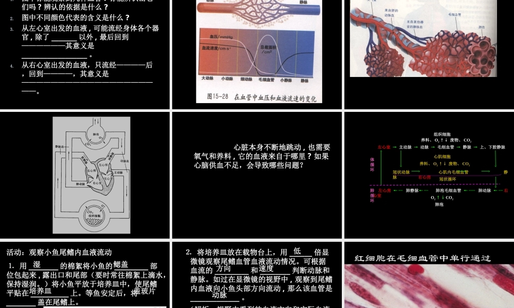 《血液循环》课件3