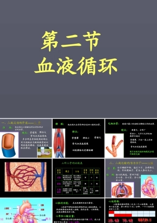 《血液循环》课件3