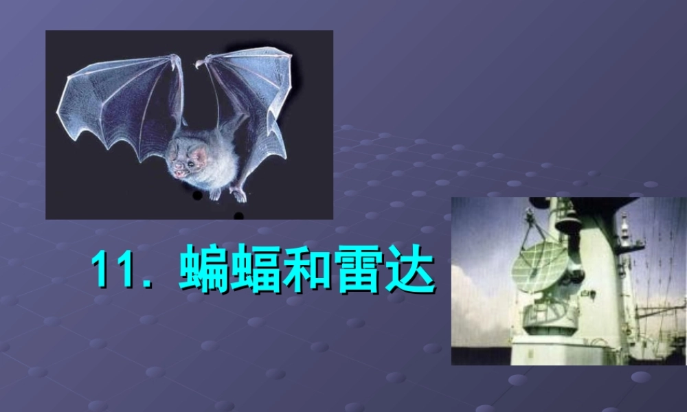 蝙蝠和雷达四年下册语文课件