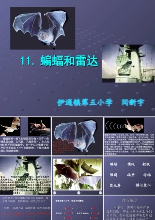蝙蝠和雷达四年下册语文课件