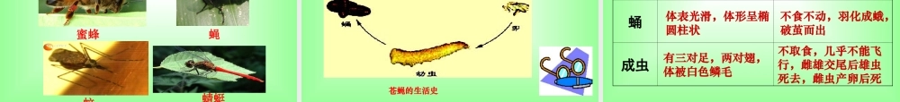 昆虫的生殖和发育1
