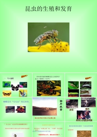昆虫的生殖和发育1