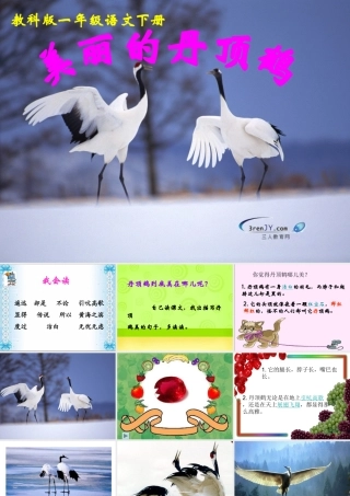（教科版）一年级语文下册《美丽的丹顶鹤》教学课件3