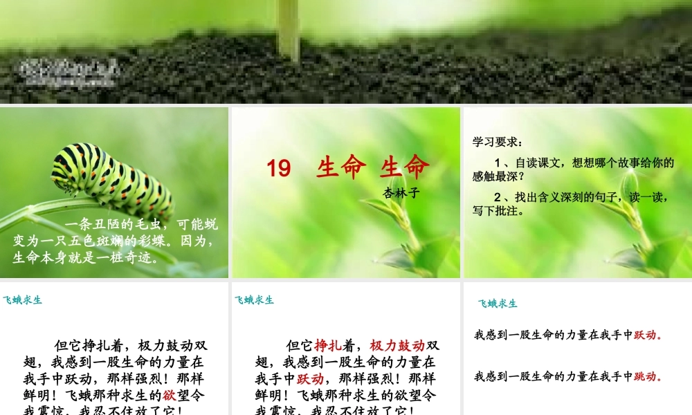 《生命生命》课件 (2)