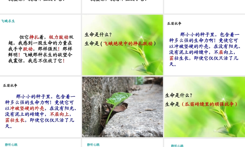 《生命生命》课件 (2)