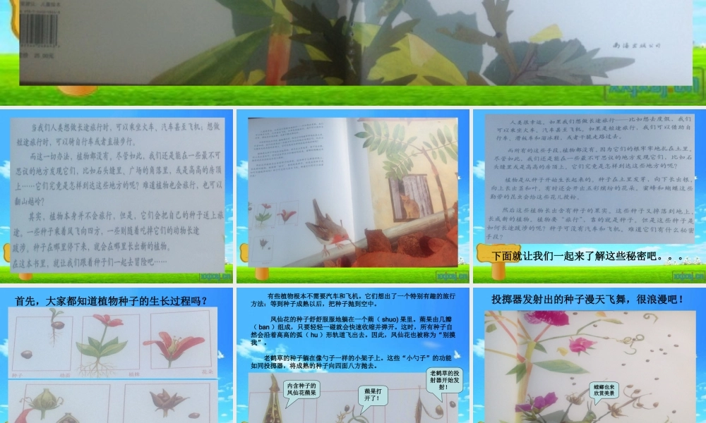 《一粒种子的旅行》绘本分享