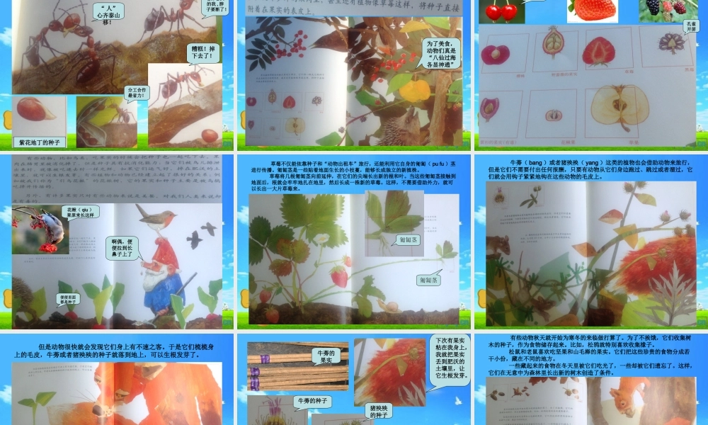 《一粒种子的旅行》绘本分享