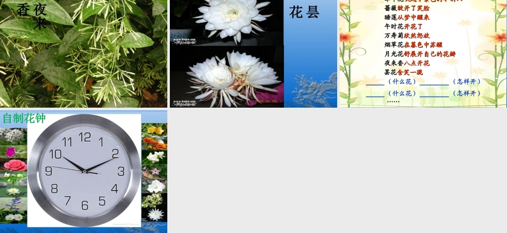 《花钟》PPT(另)