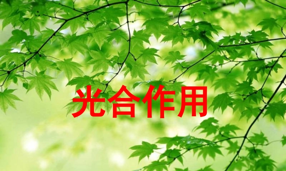 光合作用的过程