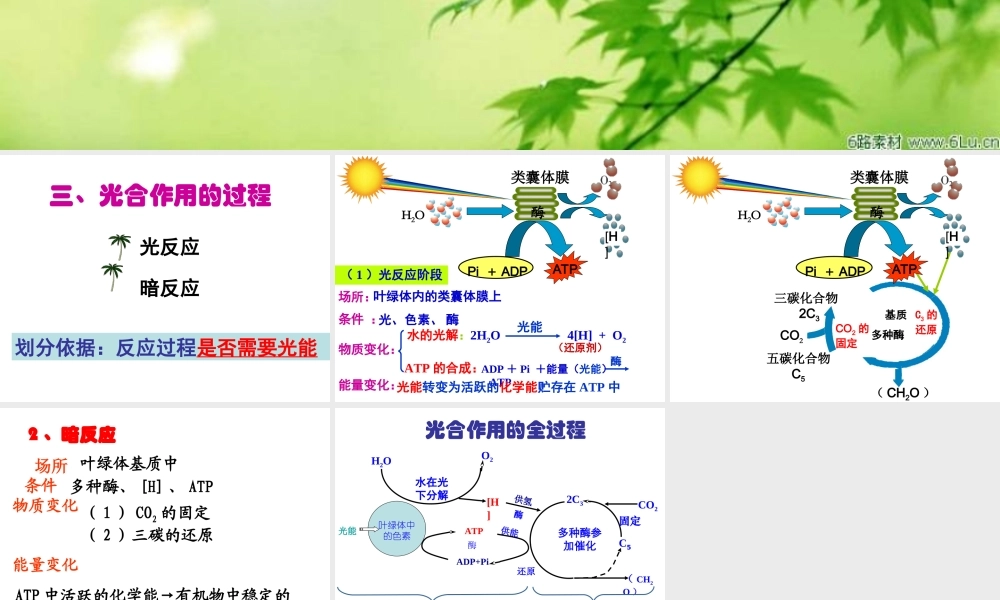 光合作用的过程