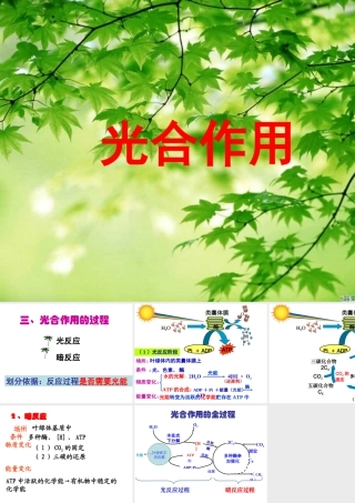 光合作用的过程