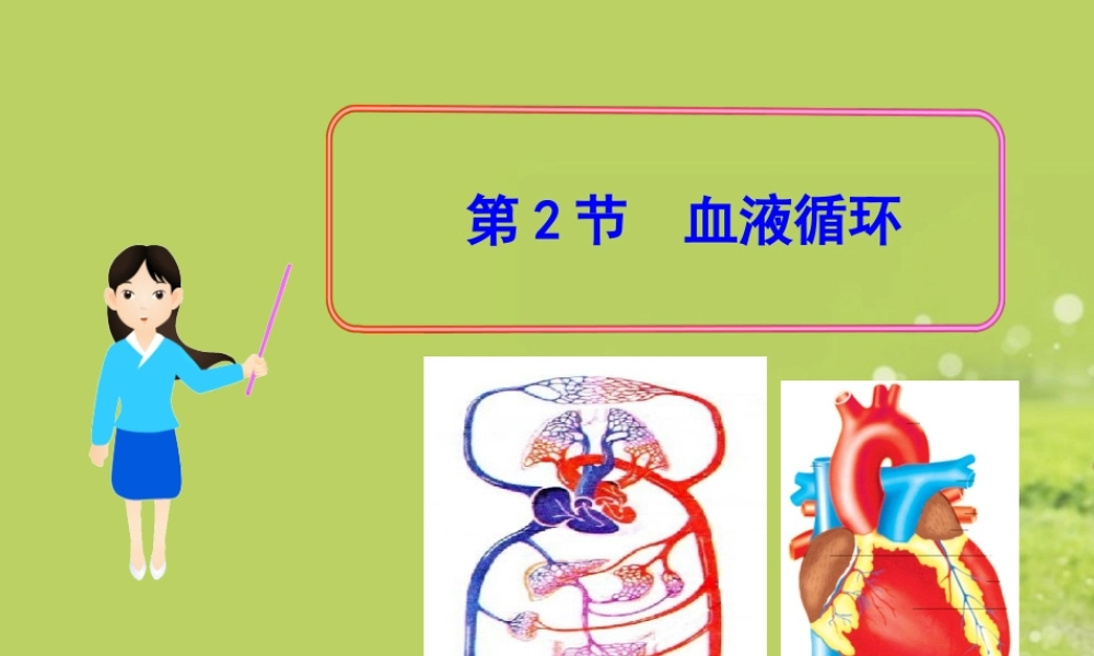 《血液循环》课件2