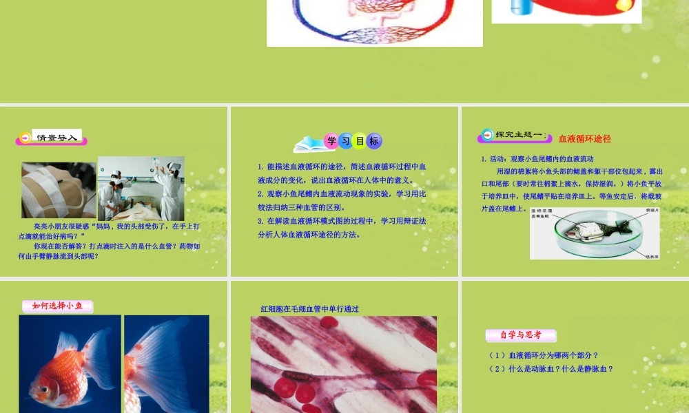《血液循环》课件2