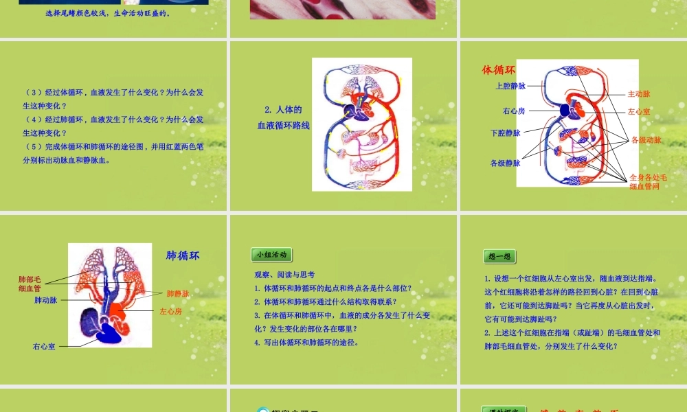 《血液循环》课件2