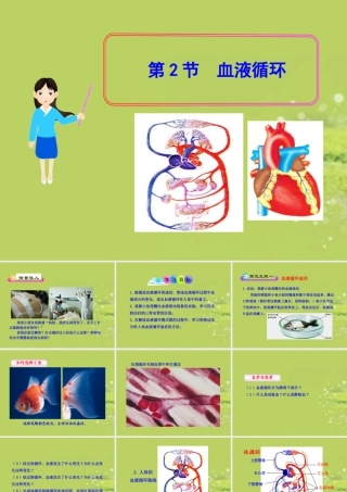 《血液循环》课件2