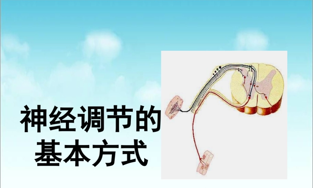 《神经调节的基本方式》参考课件
