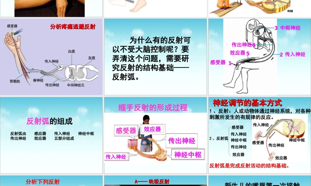 《神经调节的基本方式》参考课件