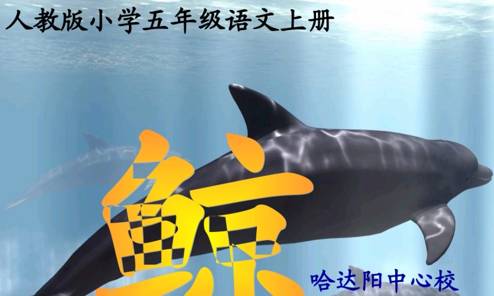 《鲸》教学课件 (2)