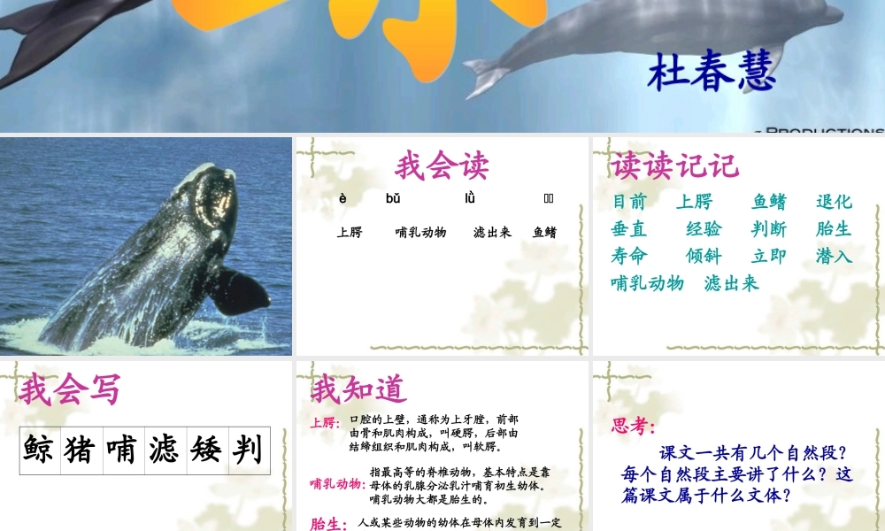 《鲸》教学课件 (2)