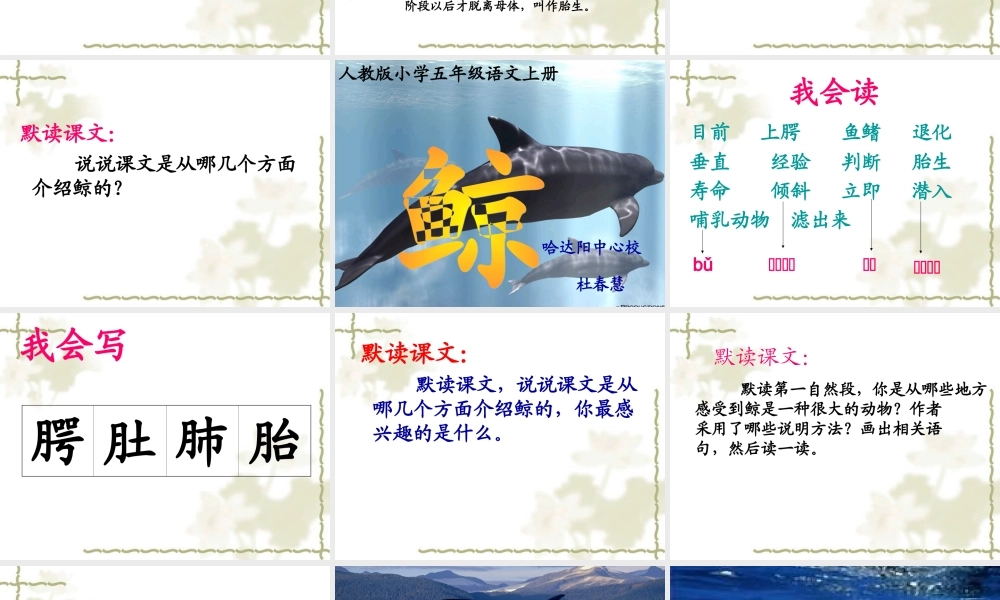 《鲸》教学课件 (2)