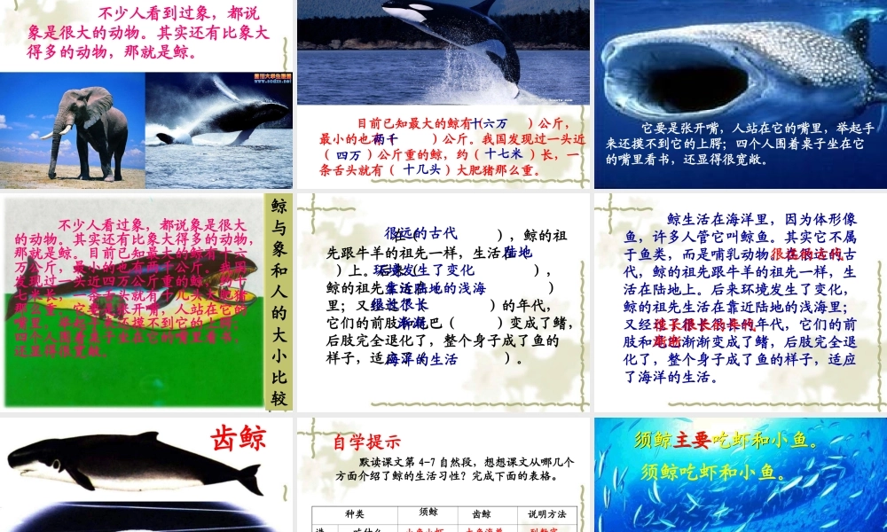 《鲸》教学课件 (2)