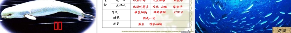 《鲸》教学课件 (2)