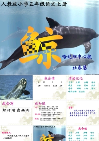 《鲸》教学课件 (2)