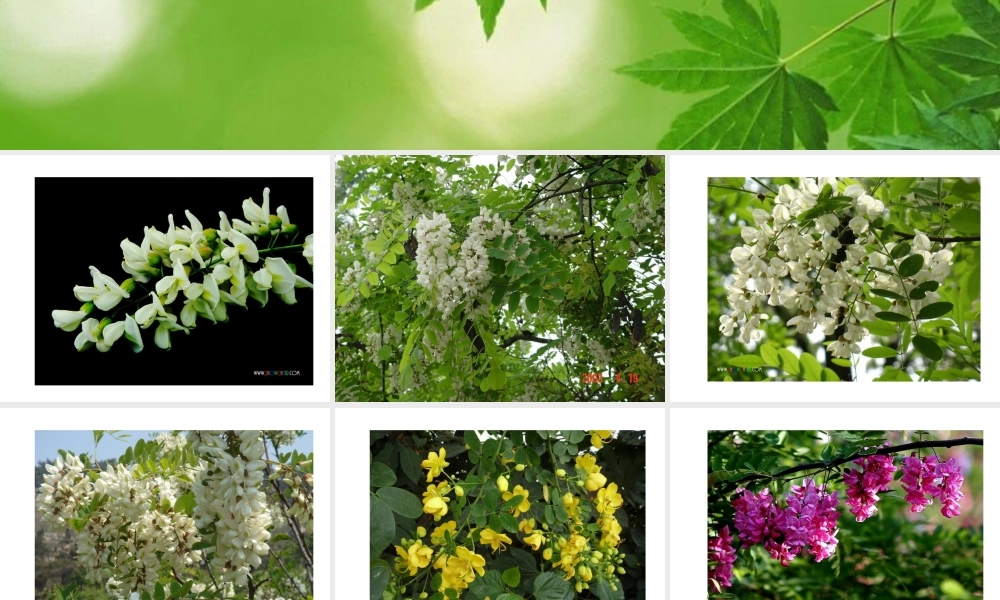 美丽的槐乡课件