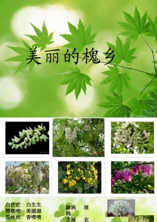 美丽的槐乡课件