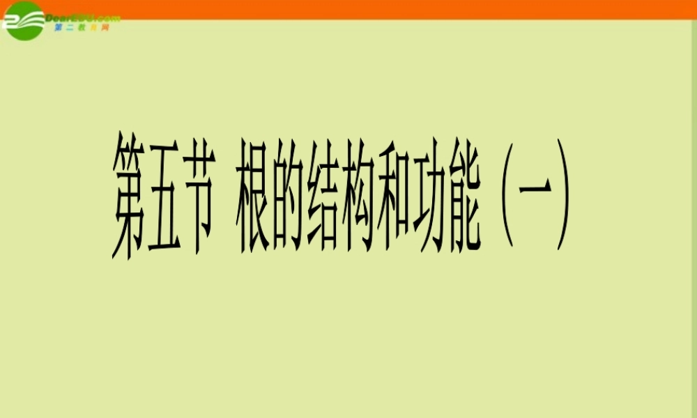 八年级生物上册 第五节 根的结构和功能课件