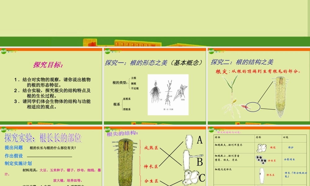 八年级生物上册 第五节 根的结构和功能课件