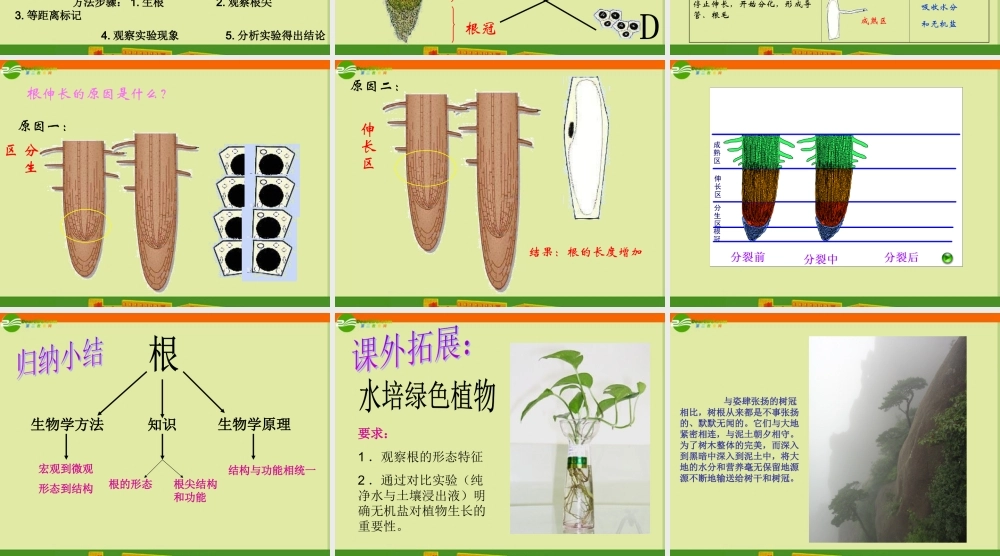 八年级生物上册 第五节 根的结构和功能课件