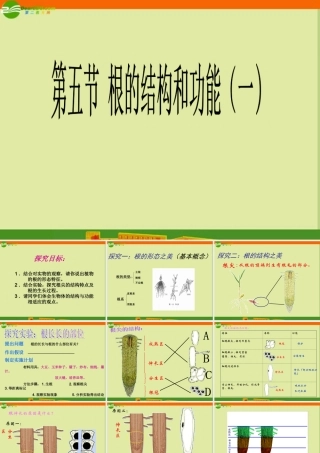 八年级生物上册 第五节 根的结构和功能课件