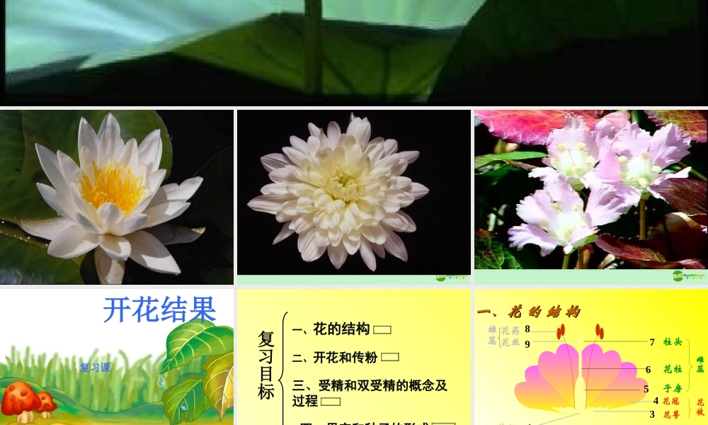七年级生物 开化和结果复习课件 人教新课标版 课件