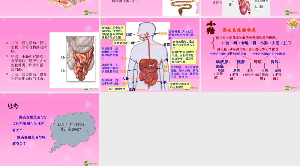 七年级生物 第二节消化和吸收课件 新人教版 课件