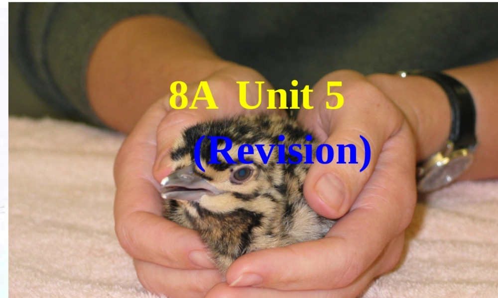 八年级英语上册 Unit5复习课件 牛津版 课件