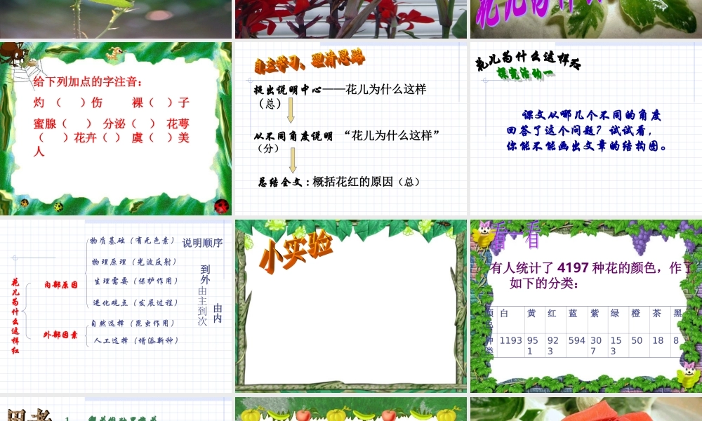 八年级语文上册花儿为什么这样红课件 语文版 课件