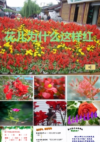 八年级语文上册花儿为什么这样红课件 语文版 课件