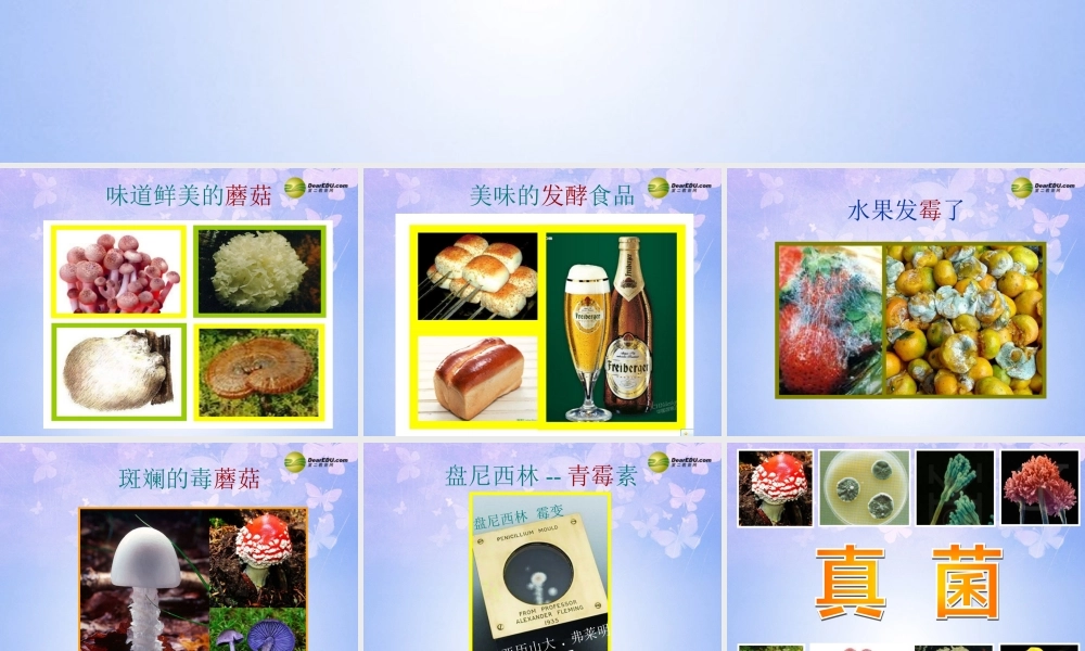 八年级生物上册 第五单元 第四章 第三节 真菌课件1 新人教版 课件