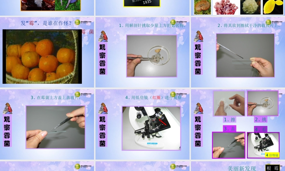 八年级生物上册 第五单元 第四章 第三节 真菌课件1 新人教版 课件