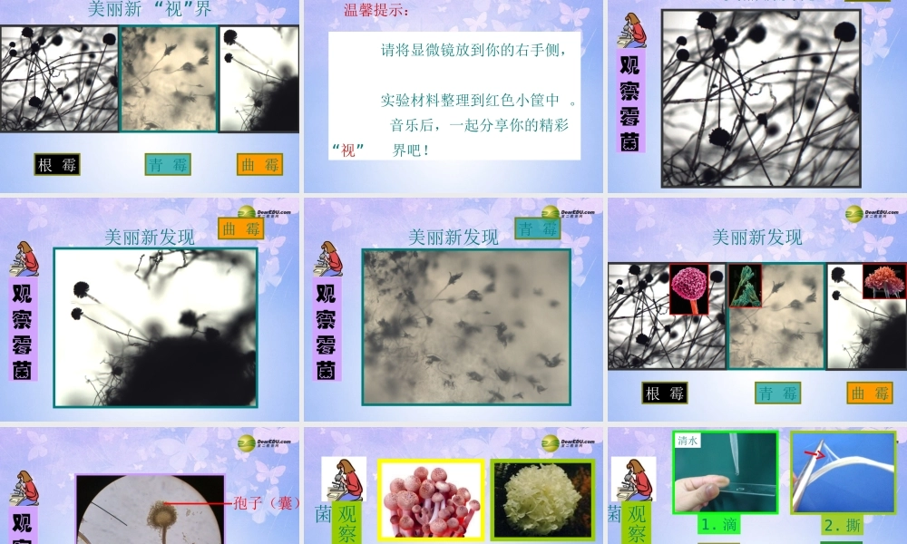 八年级生物上册 第五单元 第四章 第三节 真菌课件1 新人教版 课件