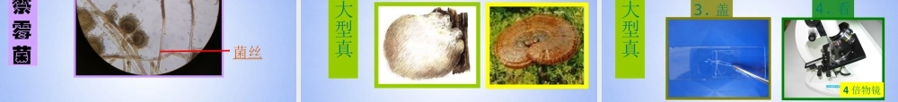 八年级生物上册 第五单元 第四章 第三节 真菌课件1 新人教版 课件