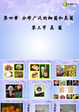 八年级生物上册 第五单元 第四章 第三节 真菌课件1 新人教版 课件