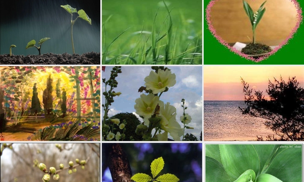 八年级语文下册(寻觅春天的足迹)课件 人教新课标版 课件