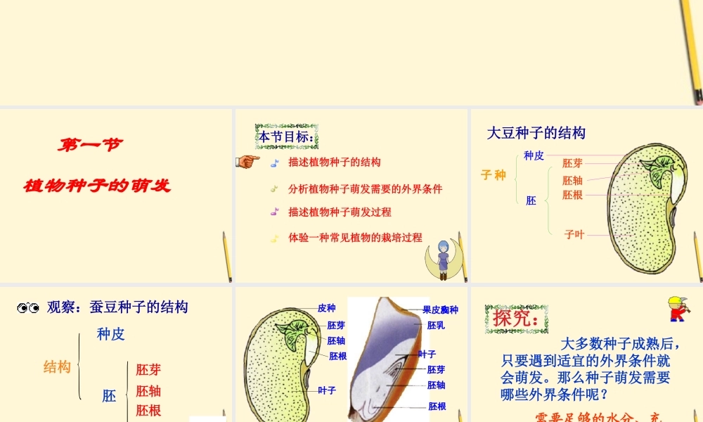 七年级生物上册(植物种子的萌发)课件 苏教版 课件
