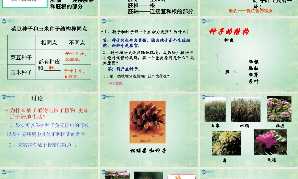 中学七年级生物上册 3.1.2 种子植物课件 新人教版 课件