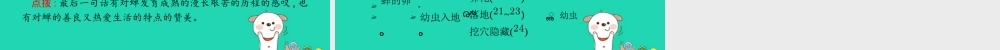 八年级语文上册 第五单元 19 蝉课件 新人教版 课件
