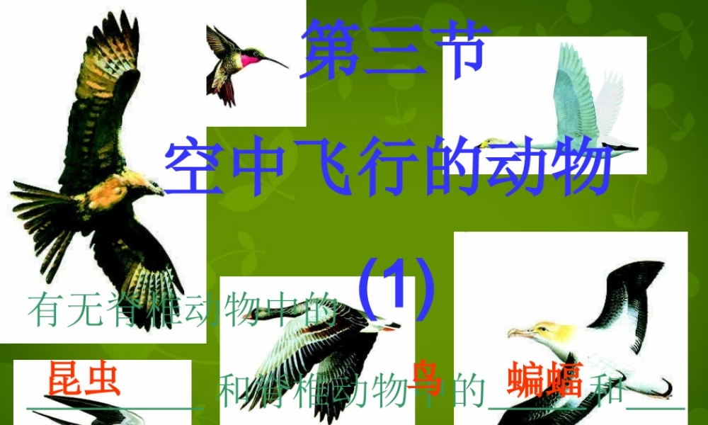 八年级生物上册 5.1.3 空中飞行的动物课件1 新人教版 课件