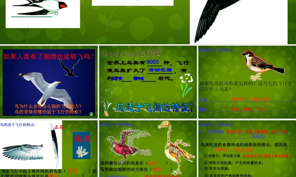 八年级生物上册 5.1.3 空中飞行的动物课件1 新人教版 课件