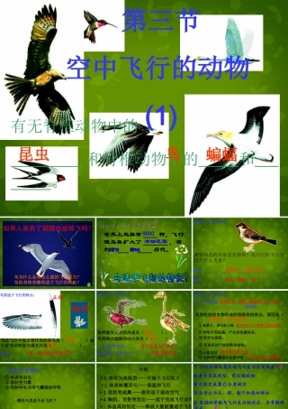 八年级生物上册 5.1.3 空中飞行的动物课件1 新人教版 课件